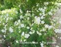 Герань "Laura" (Geranium pratense)