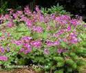 Герань крупнокорневищная "Bevan's Variety" (Geranium macrorhizum)