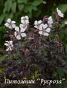 Герань луговая "Midnight Ghost" (Geranium pratense)