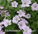 Герань "Dreamland" (Geranium hybride)