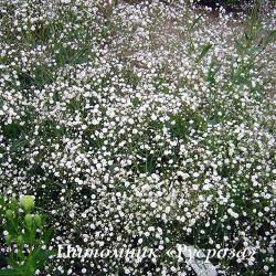 Гипсофила "Schneeflocke" (Gypsophila paniculata)