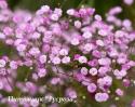 Гипсофила метельчатая "Flamingo"  (Gypsophila paniculata)