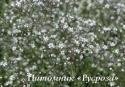 Гипсофила "Schneeflocke" (Gypsophila paniculata)