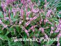 Горец стеблеобъемлющий "Pink Elephant" (Polygonum amplexicaule)