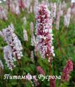 Горец родственный "Donald Lowndes" (Persicaria affinis)