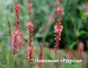 Горец "Orange Field" (Persicaria)