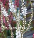 Горец свечевидный Alba (Persicaria amplexicaulis)