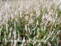 Горец свечевидный Alba (Persicaria amplexicaulis)