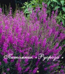 Дербенник иволистный "Lady Sackville" (Lythrum salicaria)