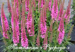 Дербенник "Morden Pink" (Lythrum salicaria)