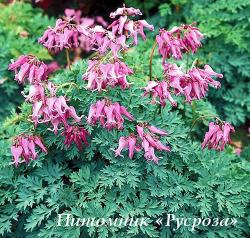 Дицентра гибридная "Candy Hearts" (Dicentra hybrida)