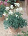 Дицентра "Ivory Hearts" (Dicentra hybrida)