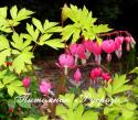 Дицентра великолепная "Gold Heart" (Dicentra spectabilis)