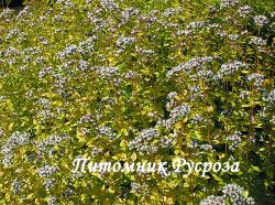 Душица "Thumble's Variety" (Origanum vulgare)