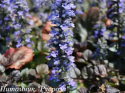 Живучка "Catlins Giant"