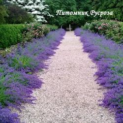 Котовник "Junior Walker" (Nepeta fаassenii)