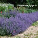 Котовник "Junior Walker" (Nepeta fаassenii)