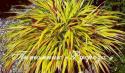 Хаконехлоа "Sunflare" (Hakonechloa macra)