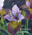 Ирис "Unbuttoned Zippers" (Iris sibirica)