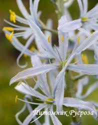 Камассия Кузика (camassia cusickii)