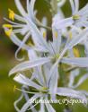 Камассия Кузика (camassia cusickii)