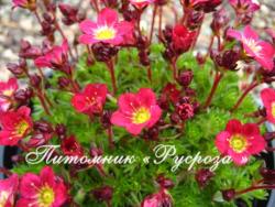 Камнеломка "Peter Pan" (Saxifraga)