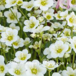 Камнеломка "Limerock" (Saxifraga)