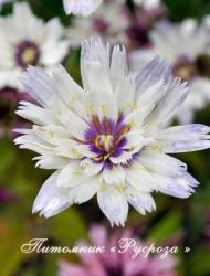 Катананхе голубая "Alba"(catananche caerulea)