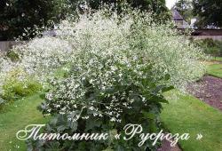 Катран сердцелистный (Crambe cordifolia)