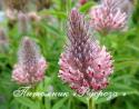 Клевер красноватый "Peach Pink" (trifolium rubens)