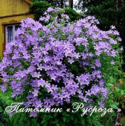 Колокольчик молочноцветковый "Border Blues" (Campanula lactiflora)