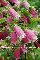 Колокольчик точечный "Cherry Bells" (Campanula punctata)