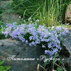 Колокольчик "Elizabeth Oliver" (Campanula)