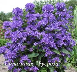 Колокольчик скученный "Freya" (Campanula glomerata)