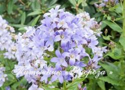 Колокольчик "Prichard's Var." (Campanula)