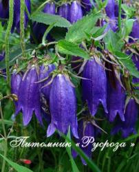 Колокольчик точечный "Purple Sensation" (Campanula punctata)