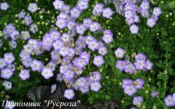 Колокольчик карпатский "Samantha"