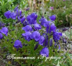 Колокольчик "G.F. Wilson" (Campanula)