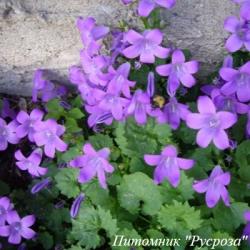 Колокольчик Портеншлага