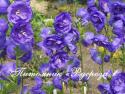 Колокольчик персиколистный  "Azure Beauty" (Campanula persicifolia)