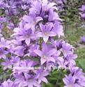 Колокольчик молочноцветковый "Border Blues" (Campanula lactiflora)