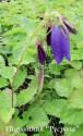 Колокольчик точечный "Purple Sensation" (Campanula punctata)