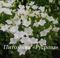 Колокольчик карпатский "Perla White" (Campanula carpatica)