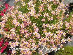 Кореопсис розовый "American Dream" (Coreopsis rosea)