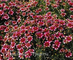 Кореопсис мутовчатый "Madras magic" (Coreopsis verticillata)