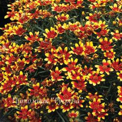 Кореопсис мутовчатый "Red & Gold" (Coreopsis verticillata)