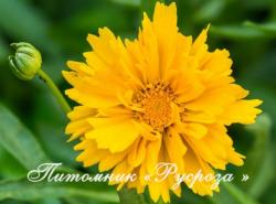 Кореопсис "Presto" (Coreopsis)