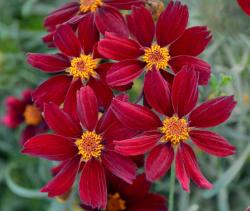 Кореопсис "Red Satin"(Coreopsis)