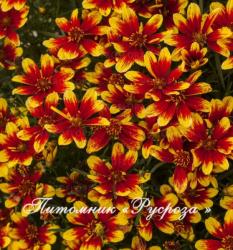 Кореопсис "Sunstar Orange" (Coreopsis)