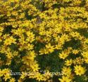 Кореопсис мутовчатый "Zagreb" (Coreopsis verticillata)